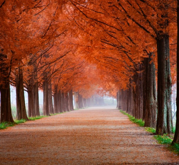 photo of roadway surrounded by trees 2734469