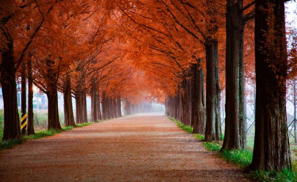 photo of roadway surrounded by trees 2734469